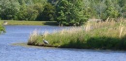 Fords Colony-106 (9)