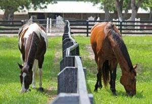 moss creek equestrian