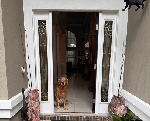 osprey dog 601 Goldenrod Way