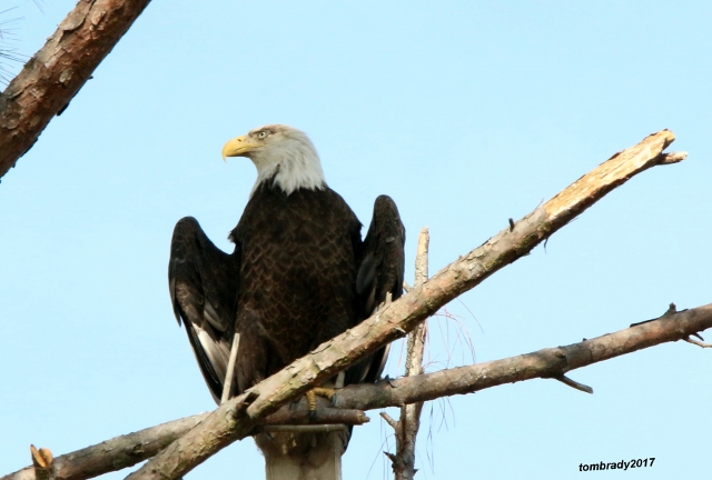 eagle hatching