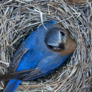 bird nest