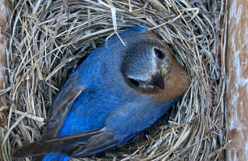 bird nest
