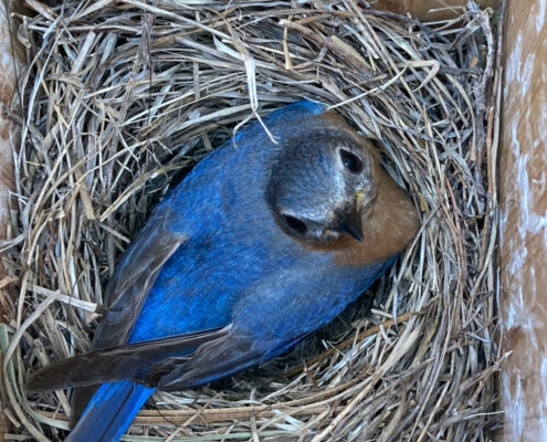 bird nest