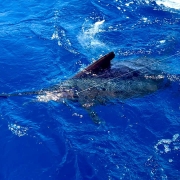 fishing success