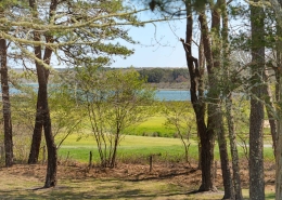 15 tamarack
